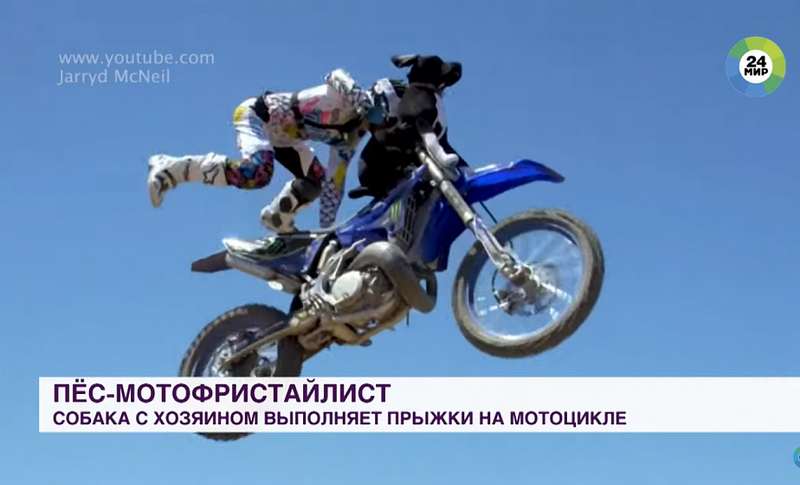 Отчаяннее человека: пес-экстремал выделывает трюки на мотоцикле (+видео)