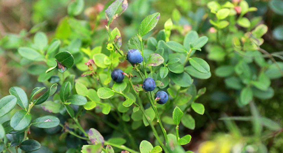 В каком случае необходимо платить налоги после продажи грибов и ягод?