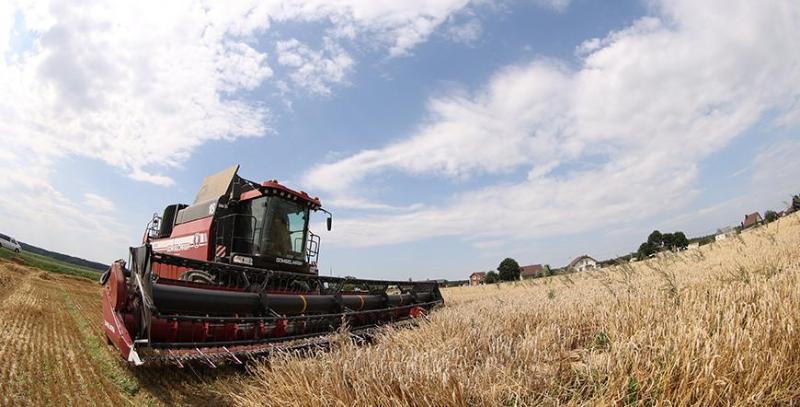 Зерновые и зернобобовые культуры в Беларуси убраны на 98,9% площадей