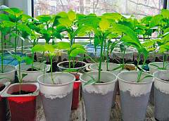 Что делать, если рассада начала вытягиваться?