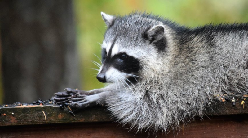 Енот оставил без электричества 7 тыс. жителей канадского Торонто