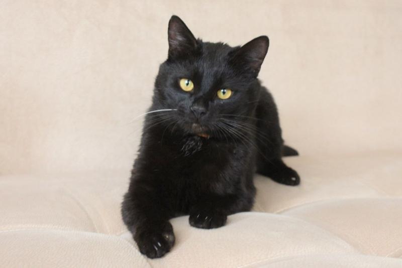 Чего не любят наши кошки: 5 вещей