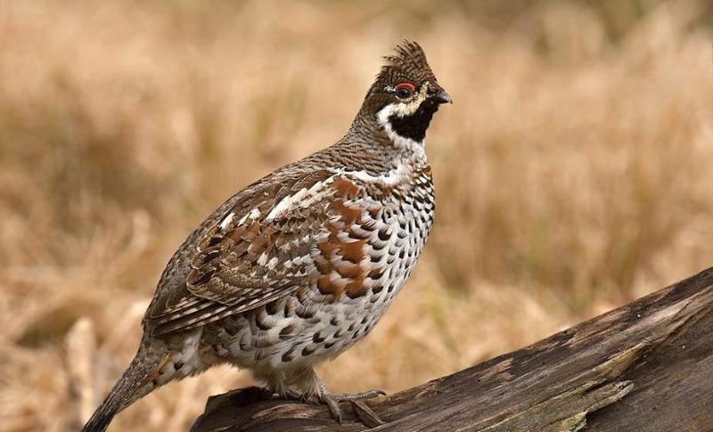 Разрешена охота на рябчика и куропатку серую