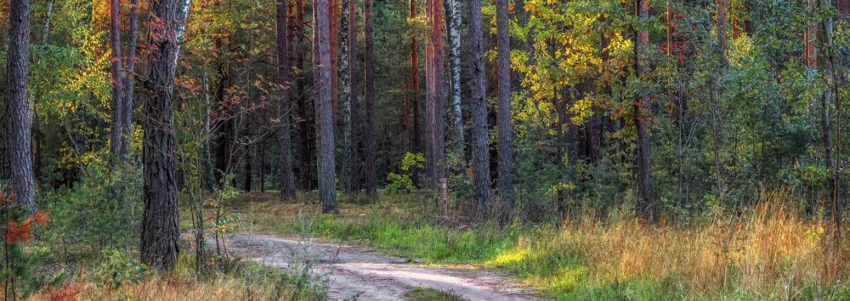 Большая лесная семья Новогрудчины отмечает свой профессиональный праздник
