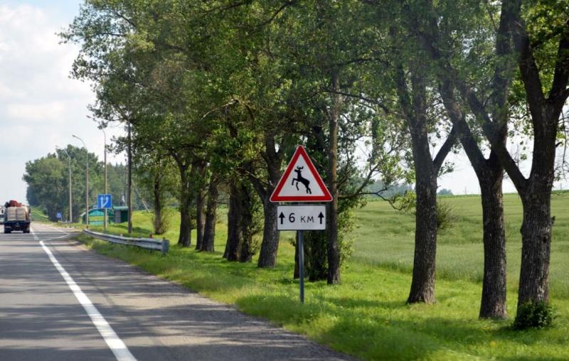 На дорогах Беларуси появится больше ограждений и систем отпугивания диких животных