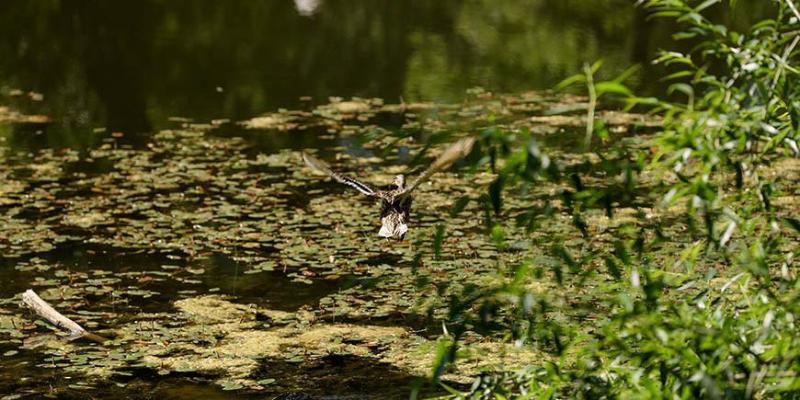 Белгидромет: в ближайшие дни спад уровней воды на реках Беларуси сохранится