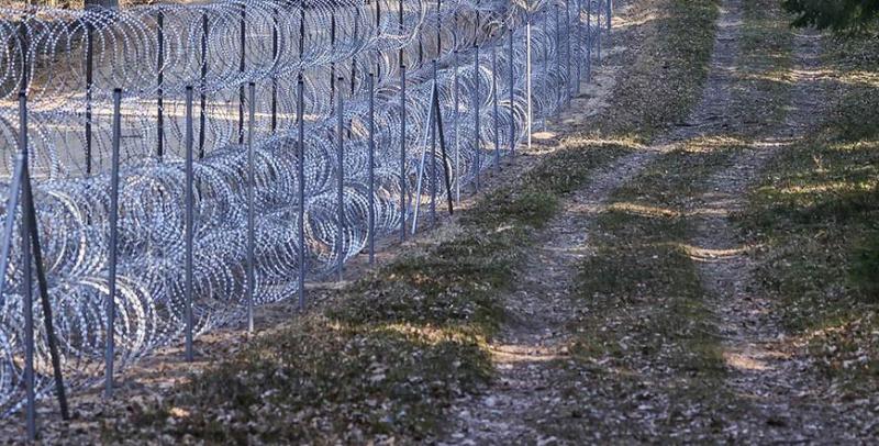 ГПК: в Поставском районе обнаружен павший от европейской «колючки» лось
