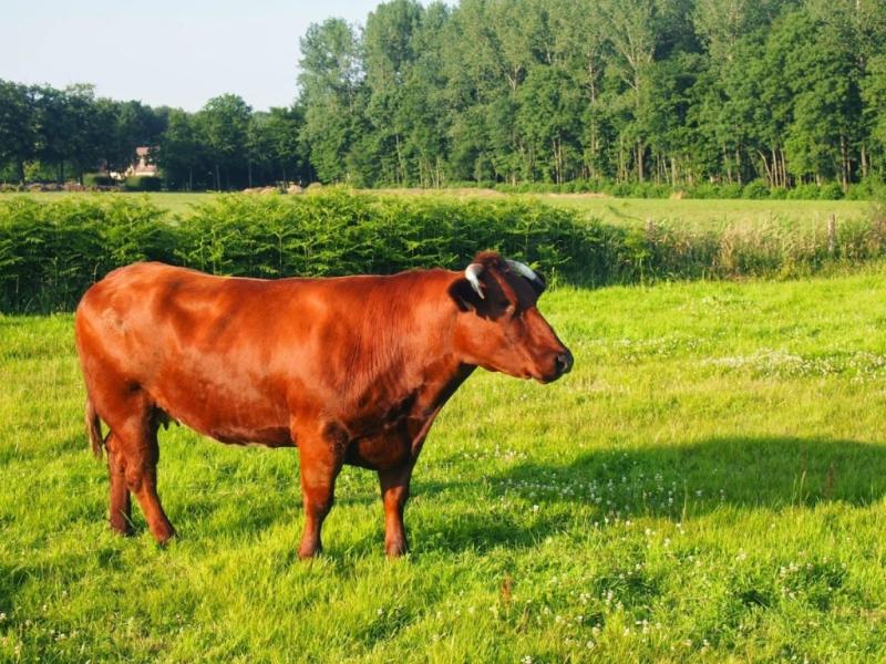 К 2030 году в Беларуси появится красная порода коров 
