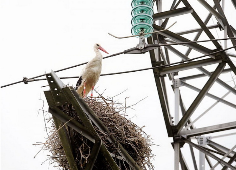 Гнездаванне буслоў на апорах ліній электраперадачы - праблема для Навагрудскага раёна