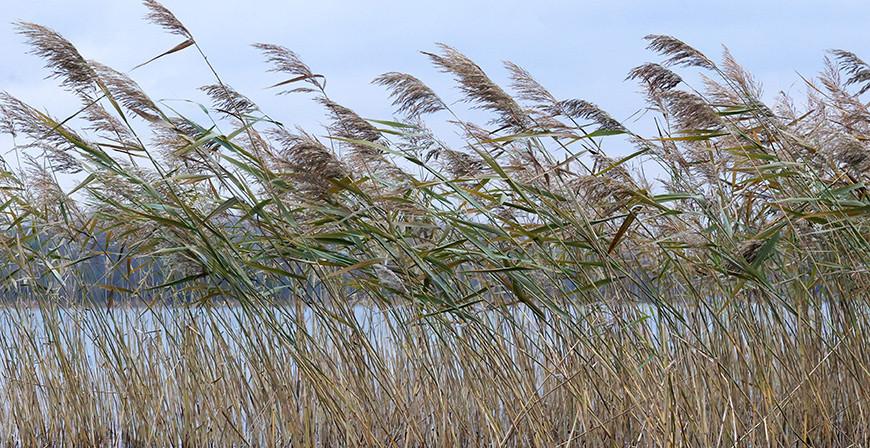 В МЧС предупредили о факторах опасности при усилении ветра