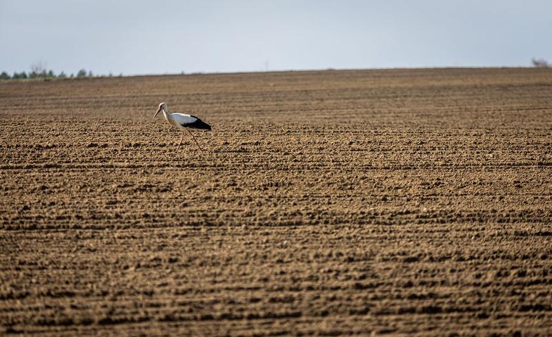 Холодная погода сдерживает появление всходов яровых, отрастание трав — Белгидромет