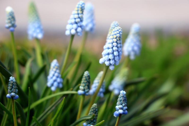 ФОТОФАКТ. Нежные и скромные апрельские цветы