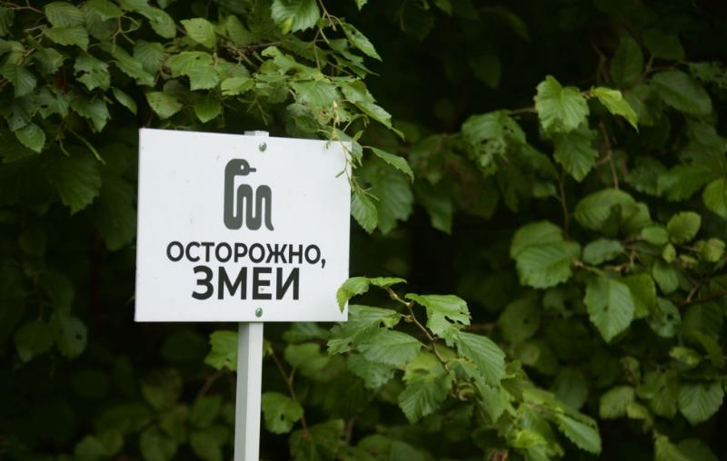 Что делать при укусе змеи: советы врачей