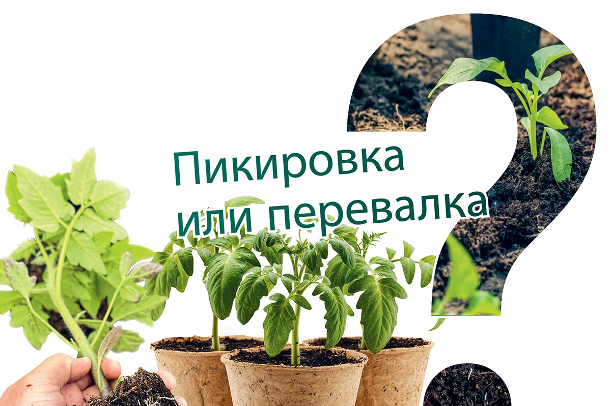 Чем пикировка отличается от перевалки и как с их помощью вырастить крепкую и здоровую рассаду