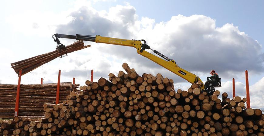 Механизация лесозаготовки в Беларуси достигла 65%