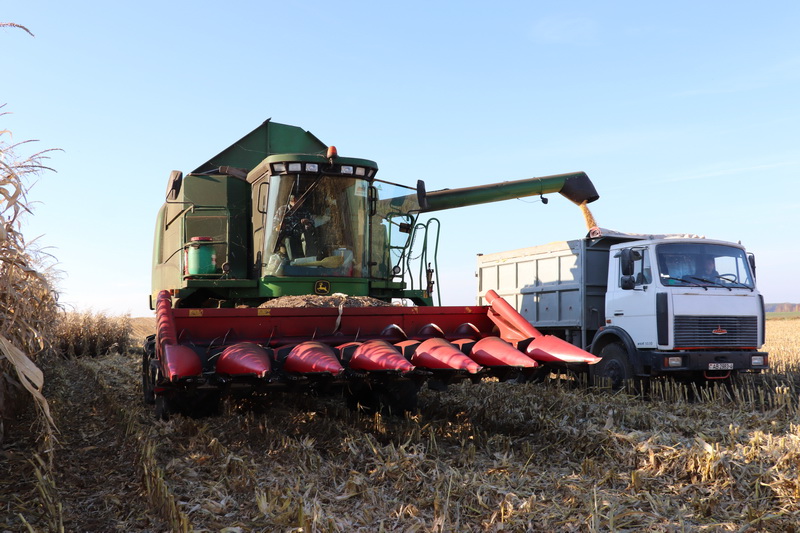 За три года урожайность кукурузы на зеленый корм в ОАО «Принеманский» увеличили с 490 до 565 ц/га