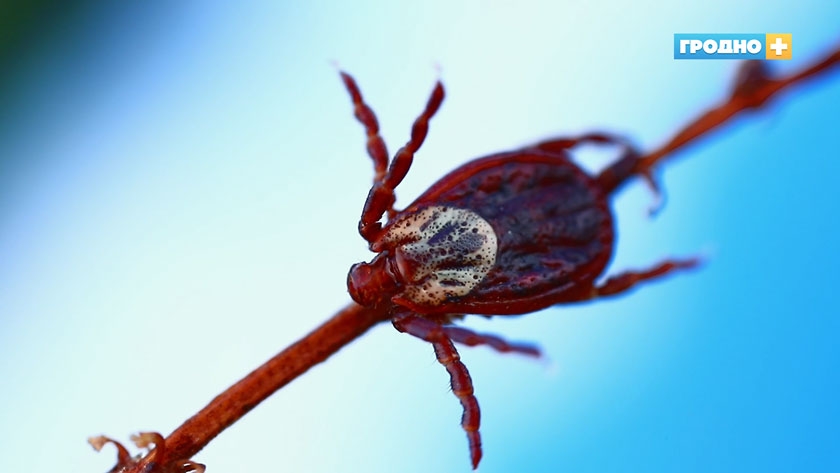 В Гродно после укуса клещей два человека оказались в реанимации