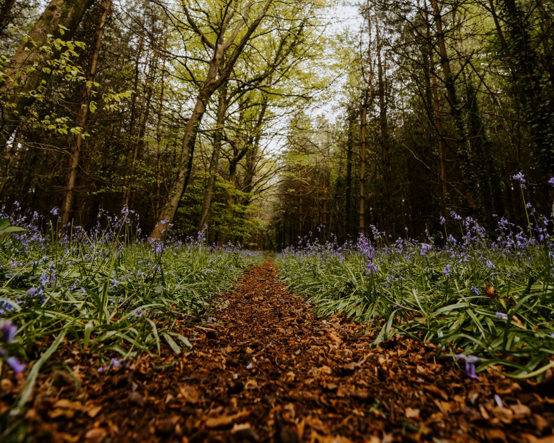 В Новогрудском районе введено ограничение на посещение лесов