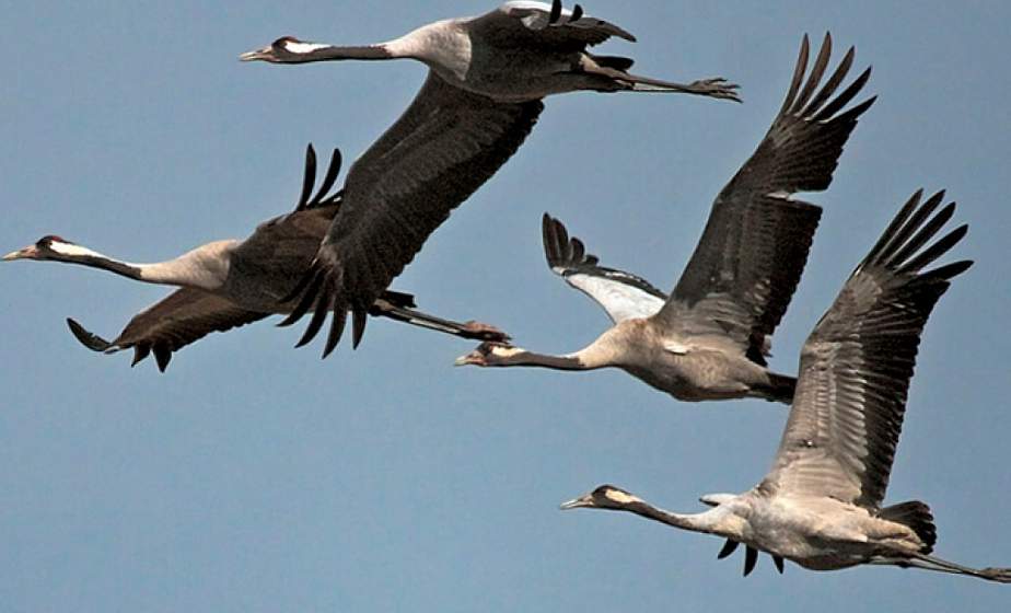 Птушкі ўжо вяртаюцца на Гродзеншчыну