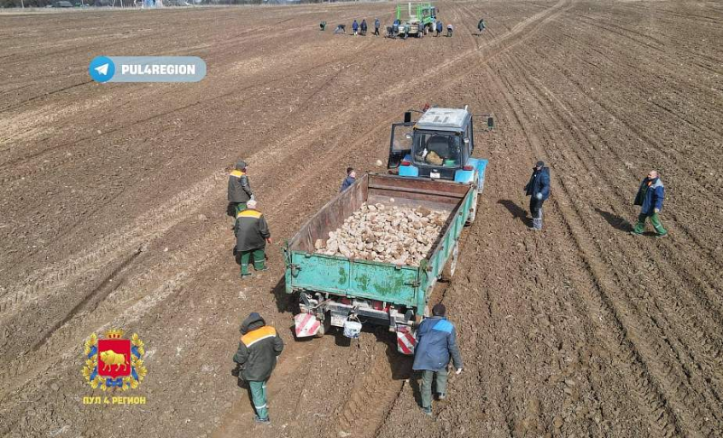 Студенты, работники предприятий и даже военные помогают аграриям Ошмянского района в уборке полей от камней