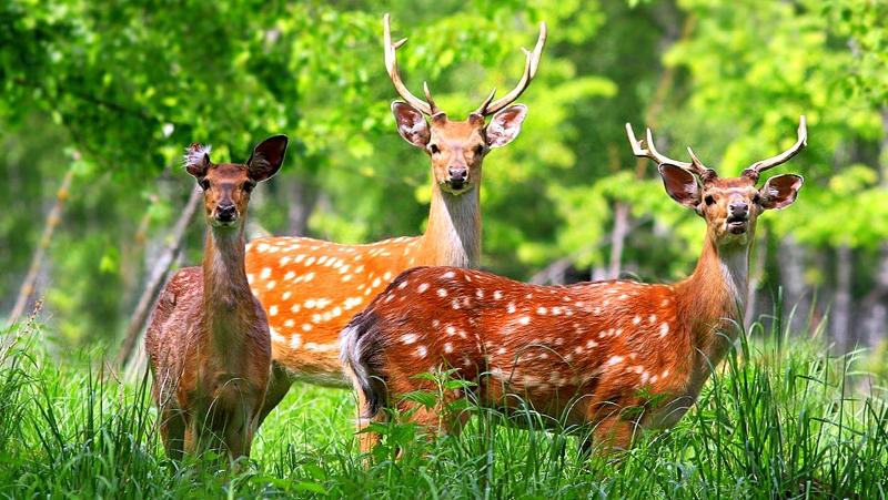 С 20 августа разрешена охота на копытных животных