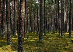 Во всех районах Гродненской области введен запрет на посещение лесов