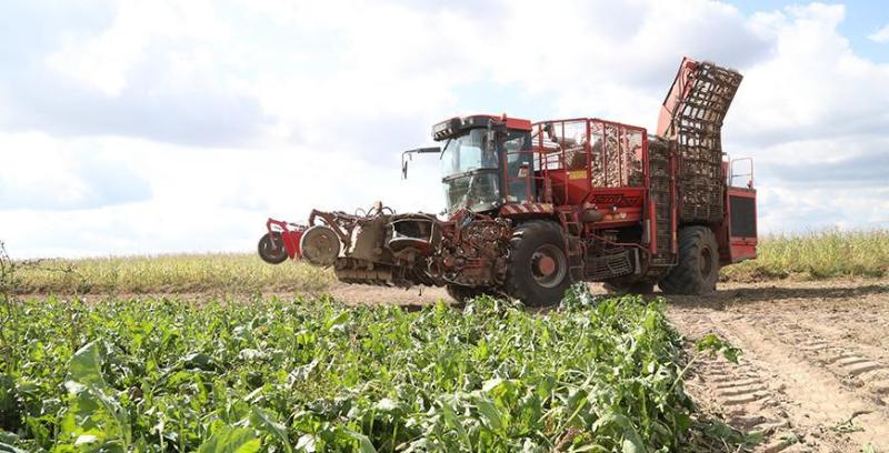 Более 940 тыс. тонн сахарной свеклы накопано в Беларуси