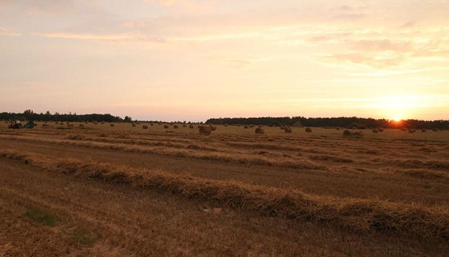 Милиция выявила более 350 правонарушений во время уборочной в Беларуси