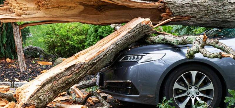 Не паркуйтесь под деревьями! На Беларусь надвигается шквалистый ветер