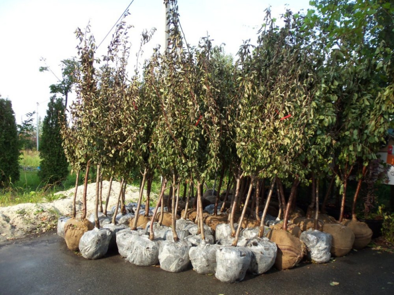 Как правильно выбирать саженцы деревьев и кустарников