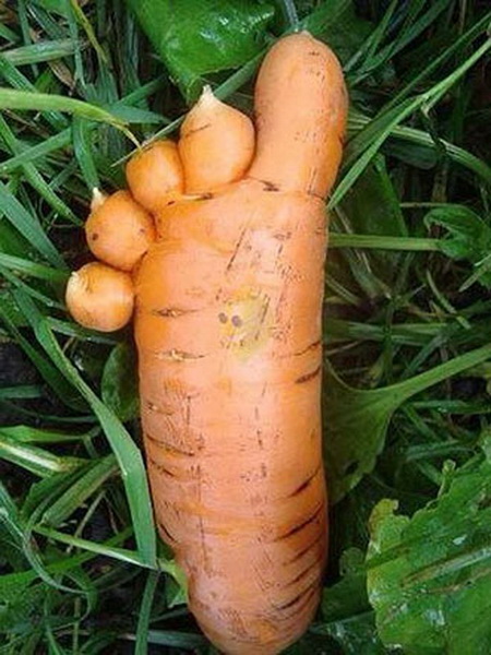 «Новае жыццё» объявляет фотоконкурс "Мой прекрасный урожай!"