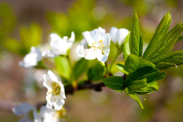 pngtree-photo-16-when-spring-flowers-are-blooming-image_1038615.jpg