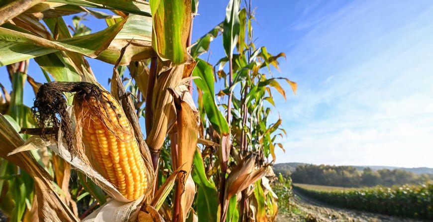 25596a98ce1f9c10e98703b6a5e1c4f3.jpg