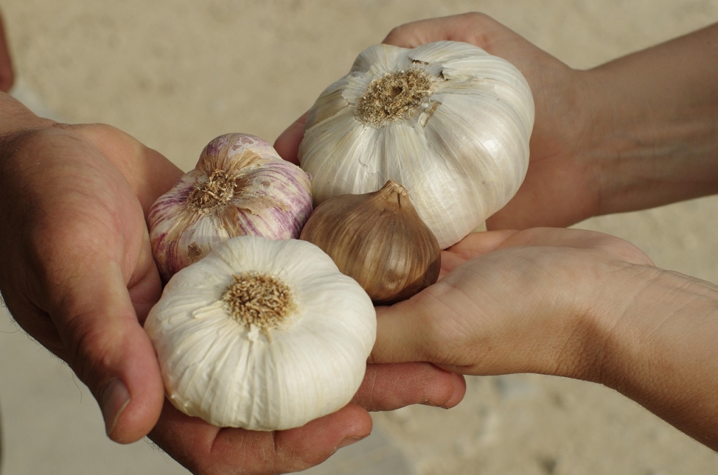 maisonboutarin-garlic-3227623_1280-1024x678.jpg