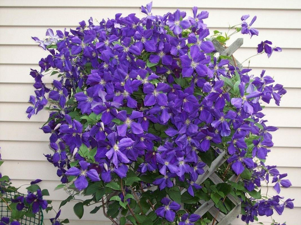 clematis-jackmanii-saghency-3.jpg