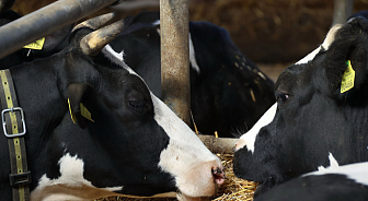 Цена беспечности: прокуратура Новогрудского района взыскала ущерб с виновных в падеже скота лиц