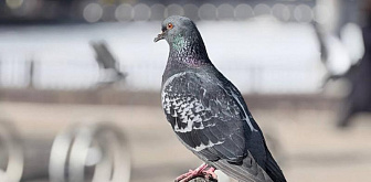 Тепло и без осадков. Синоптики рассказали о погоде в Беларуси сегодня