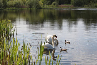 Аист – к добру, лебедь – к любви: пернатые символы нашего края