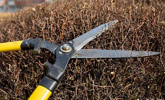 Знаете ли вы, какие декоративные кустарники можно и нужно обрезать в марте и апреле?