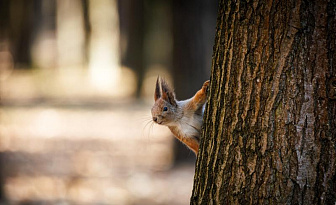 Март 2026 года стал самым теплым и сухим за всю историю метеонаблюдений в Беларуси