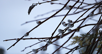 Оранжевый уровень опасности из-за ветра объявлен на 6 апреля в Беларуси