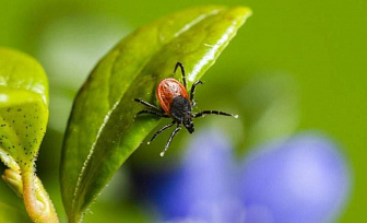 Более 60 людей пострадали от укусов клещей в Гродненской области с начала 2026 года