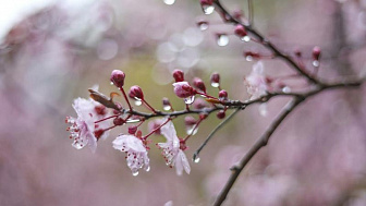 Сохранится ли в Беларуси дождливая ветреная погода 8 апреля, рассказали синоптики