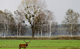 На каких дорогах в Беларуси чаще всего случаются аварии с дикими животными? 