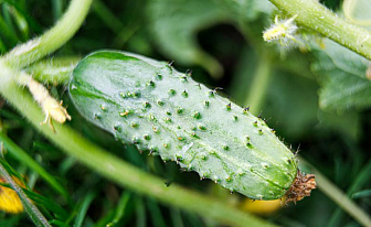 Знаете ли вы, какие сорта огурцов идеально подходят для теплиц, а какие хороши в открытом грунте?