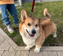 Собака – друг, но за него нужно отвечать