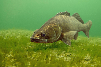  С 15 апреля – нерест судака: штрафы за незаконный вылов достигают 30 базовых величин 