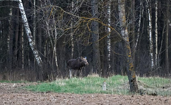 Погода 24 апреля: оранжевый уровень опасности в связи с ночными заморозками и преимущественно без осадков
