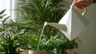 Полезные советы от редакции: правила полива комнатных цветов