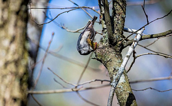 Прогноз погоды на 29 апреля: кратковременные осадки и от -5 °С до +11 °С